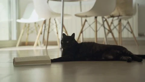Funny black cat chilling on the floor with a book. Serious fat cat reading a Stock Footage 158809087