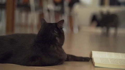 Funny black cat chilling on the floor with a book and looking at the dog Stock Footage 158809482