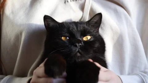 Funny black cat Video stock 165901950