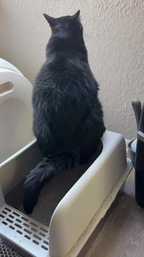 Funny Black Cat Sitting Like Human In Covered Litter Box Vídeos de archivo 335246898