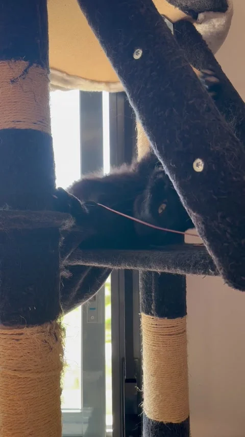 Funny Black Cat Sliding Like a Snake on Scratching Post Stock Footage 312467339