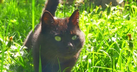 Funny Black Cat walking on the green grass go to camera. Stock Footage 89594327