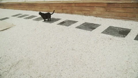 Funny black cat walking on a white gravel path. Cute fat fluffy domestic cat Stock Footage 159135113