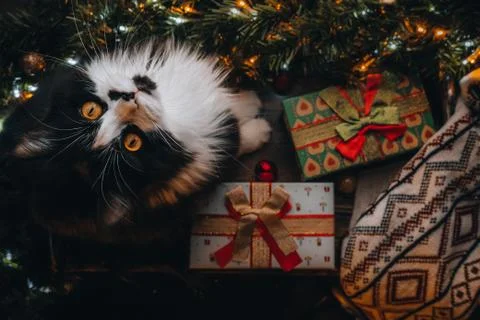 Funny Black cat on window sill under Christmas tree look into camera. Xmas fl Stock Photos