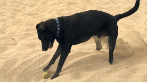 Funny black dog playing digging for tennis ball on beach in sand Video stock 91602504