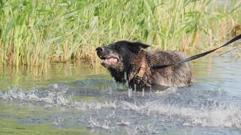 Funny black German Shepherd shaking off water while swimming in a lake on a Stock Footage 340137818