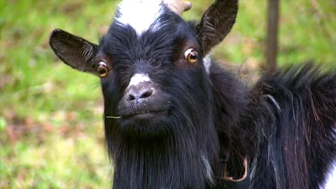 Funny Black Goat Looking at Camera Stock Footage