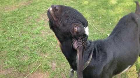 Funny Black Goat Looking at Camera Stock Footage 157784895