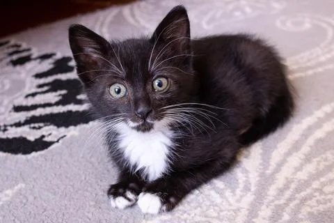 Funny black kitten lying on the floor Stock Photos