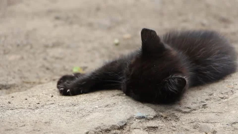 Funny black kitten resting in the yard Stock Footage 112129404