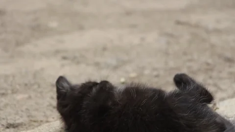 Funny black kitten resting in the yard Stock Footage 112131878