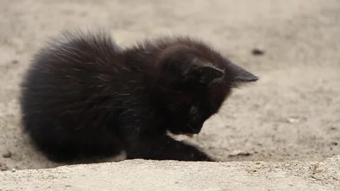 Funny black kitten resting in the yard Stock Footage 114119227
