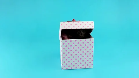 Funny black kitten trying to get out from gift box Stock Footage 74227353