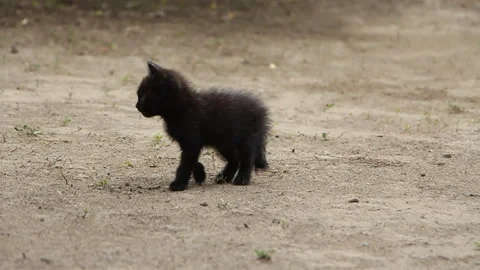 Funny black kitty in the yard Stock Footage 112075016