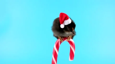 Funny black small rooster, sitting on the Christmas candy cane and falls Stock Footage 68833317