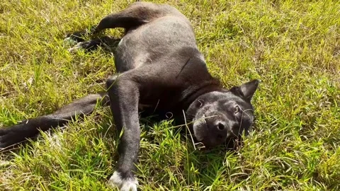 Funny black thai dog running fast, look friendly. Stock Footage 325686123
