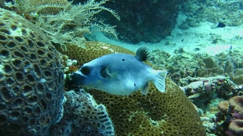 Funny blackspotted puffer showing us his coral home. Video stock 80455832