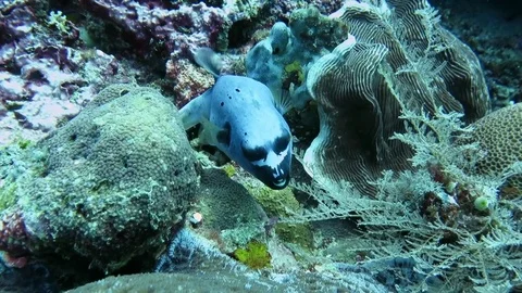 Funny blackspotted puffer showing us his coral home.Bali Stock Footage 80630728