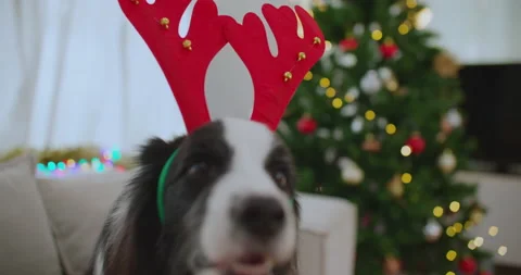 Christmas Border Festive Stock Videos Royalty Free HD 4K Videos Christmas Border Festive Stock Videos Royalty Free HD 4K Videos