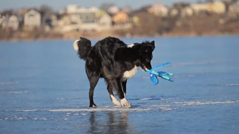 Funny Border Collie plays wildly with an octopus toy, shaking it on a frozen Stock Footage 307625933