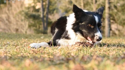 A funny border collie puppy plays and eats a wooden stick lying on the lawn. Stock Footage 124146038