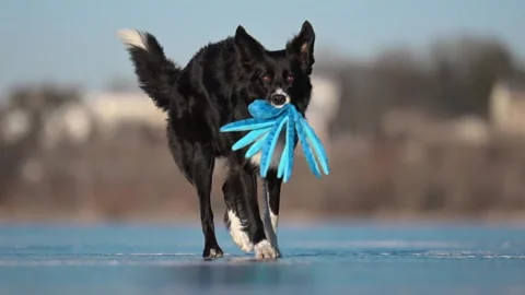 Funny Border Collie shakes an octopus toy on icy winter ground, playful and Stock Footage 310101269