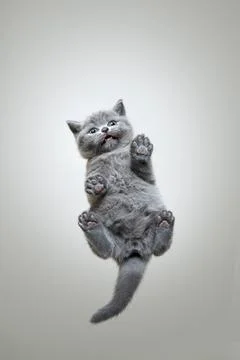 Funny bottom view of small british shorthair kitten sitting on glass pane 스톡 사진