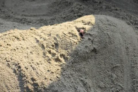Funny boy hiding in the sand of the beach Stock Photos