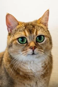 Funny British cat Foto stock
