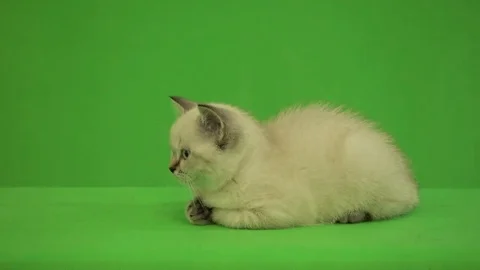 Funny British kitten lies and looks at a green background Stock Footage