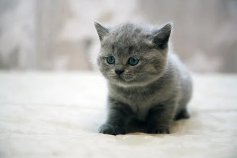 Funny british kitty Stock Photos