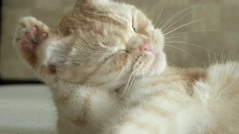 Funny british Scottish fold red cat washing its ear. Happy kitten licks its paw Video stock 201126084