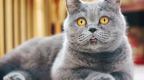 Funny British Shorthair cat sticking his... | Stock Video | Pond5