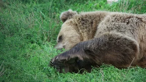 Funny brown bear asleep on the grass Stock Footage 79535786