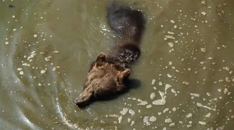 Funny Brown Bear Bathing in Filthy Water Big Animal Play in Dirty Pond Hot Day Stock Footage 8621658