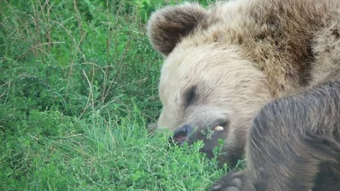 Funny brown bear chews grass Video stock 79535545