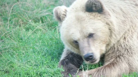 Funny brown bear lies on the grass Stock Footage 79535304