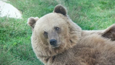 Funny brown bear lying down and looking at grass Stock Footage 79535603