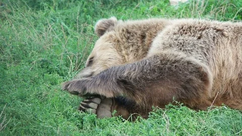 Funny brown bear lying on the grass Stock Footage 79535715