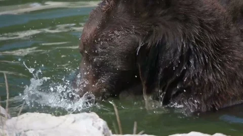 Funny brown bear playing in water, slow motion Video stock 79535405