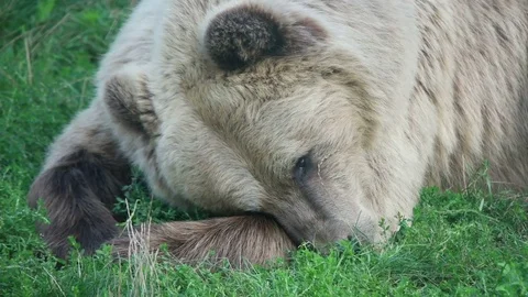 Funny brown bear resting on grass Stock Footage 79535546