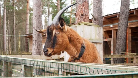 Funny brown goat  looks into the camera and turns his head Video stock 95129598