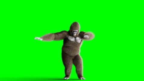 Funny brown gorilla dancing. Super realistic fur and hair. Green screen 4K Stockbeeldmateriaal 93536834
