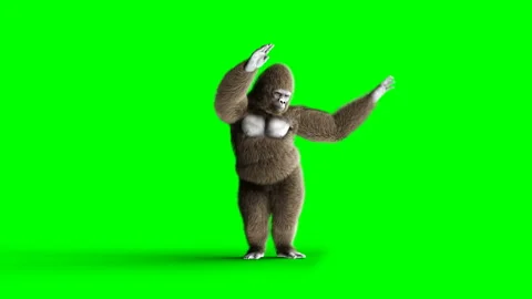 Funny brown gorilla dancing. Super realistic fur and hair. Green screen 4K Vidéo 93537627