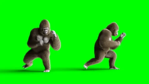 Funny brown gorilla fighting. Super realistic fur and hair. Green screen 4K Stockbeeldmateriaal 93537742