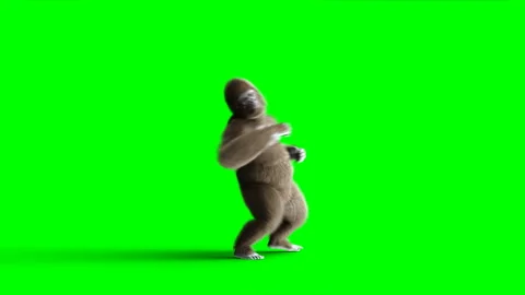 Funny brown gorilla fighting. Super realistic fur and hair. Green screen 4K Stock Footage 93538458
