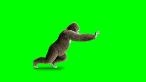 Funny brown gorilla push. Super realistic fur and hair. Green screen 4K Stock Footage 93535386