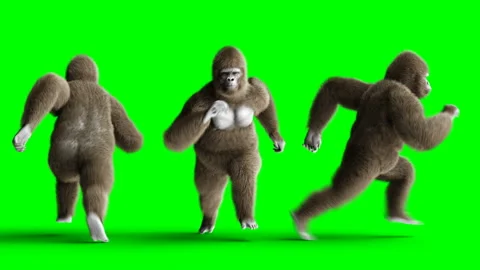 Funny brown gorilla runing. Super realistic fur and hair. Green screen 4K 스톡 동영상 93535677
