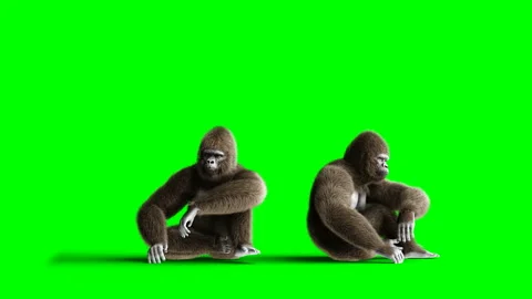 Funny brown gorilla sits. Super realistic fur and hair. Green screen 4K Stock Footage 93535462