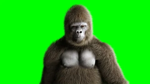 Funny brown gorilla walking. Super realistic fur and hair. Green screen 4K Stock Footage 93535540
